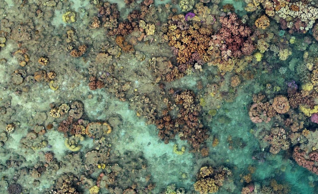 Coral Reef Early Warning System for Small Island Developing States